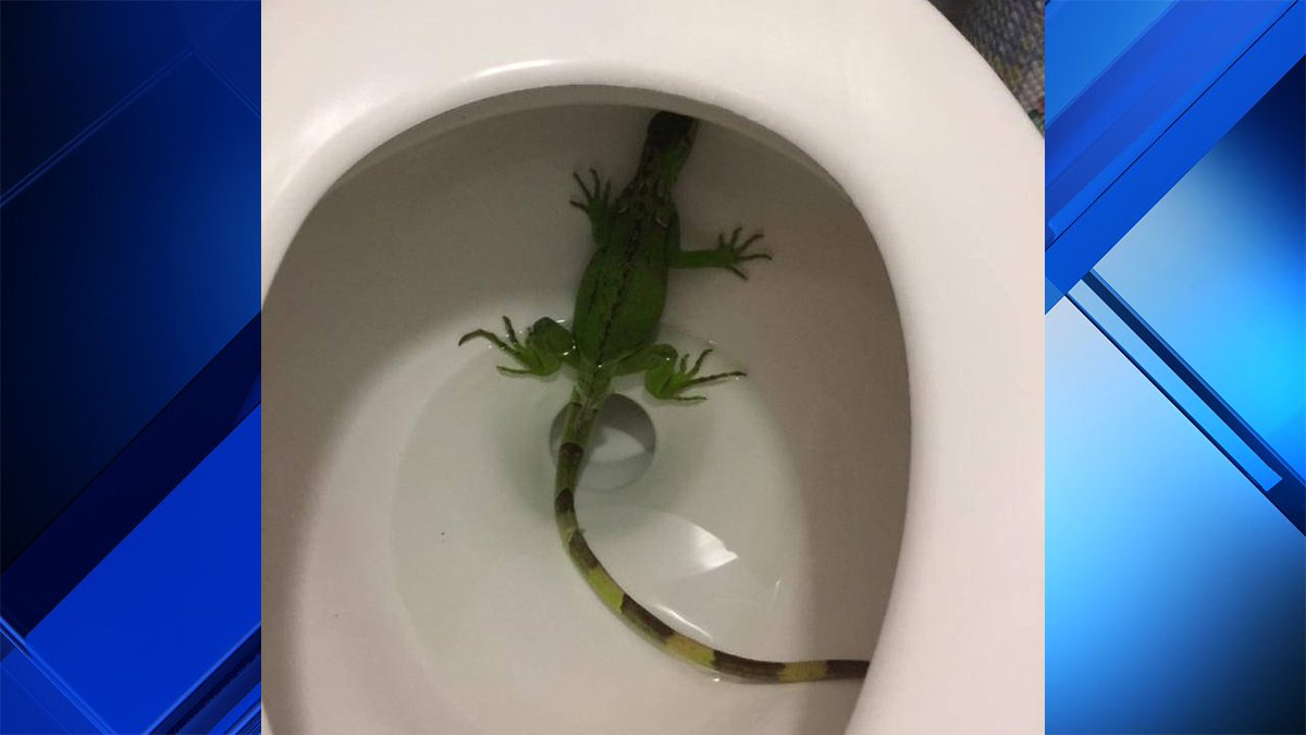 Kendall woman calls 911 after finding toilet already occupied by iguana bit.ly/2pTGbMG https://t.co/vLFVvFIBDH