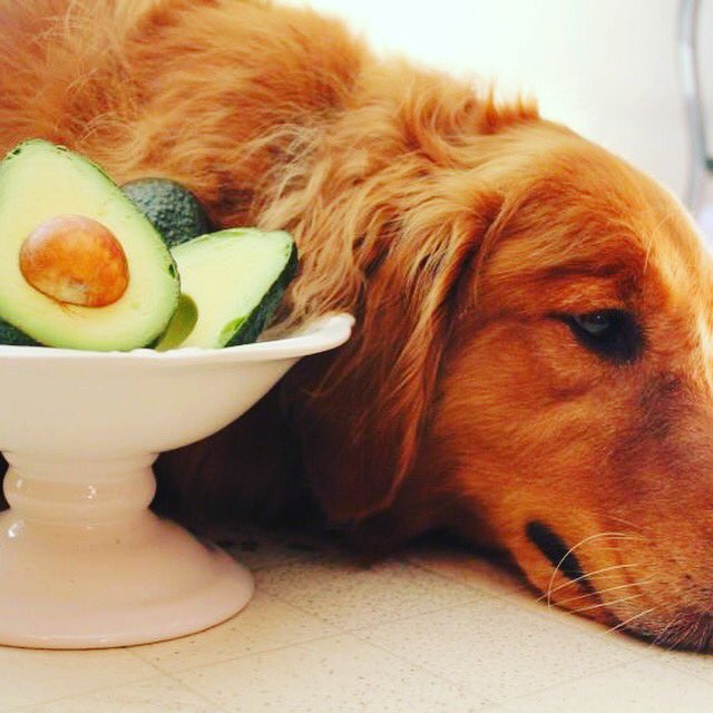 #wednesdaywisdom 
Did you know that #avocado is toxic to #Dogs 
#Nationalvegetarianweek 
#dogsoftwitter #labrador