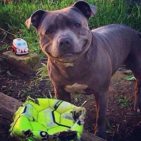 TheComedyHumor's tweet photo. He is so proud https://t.co/yBGIcWrPTx
