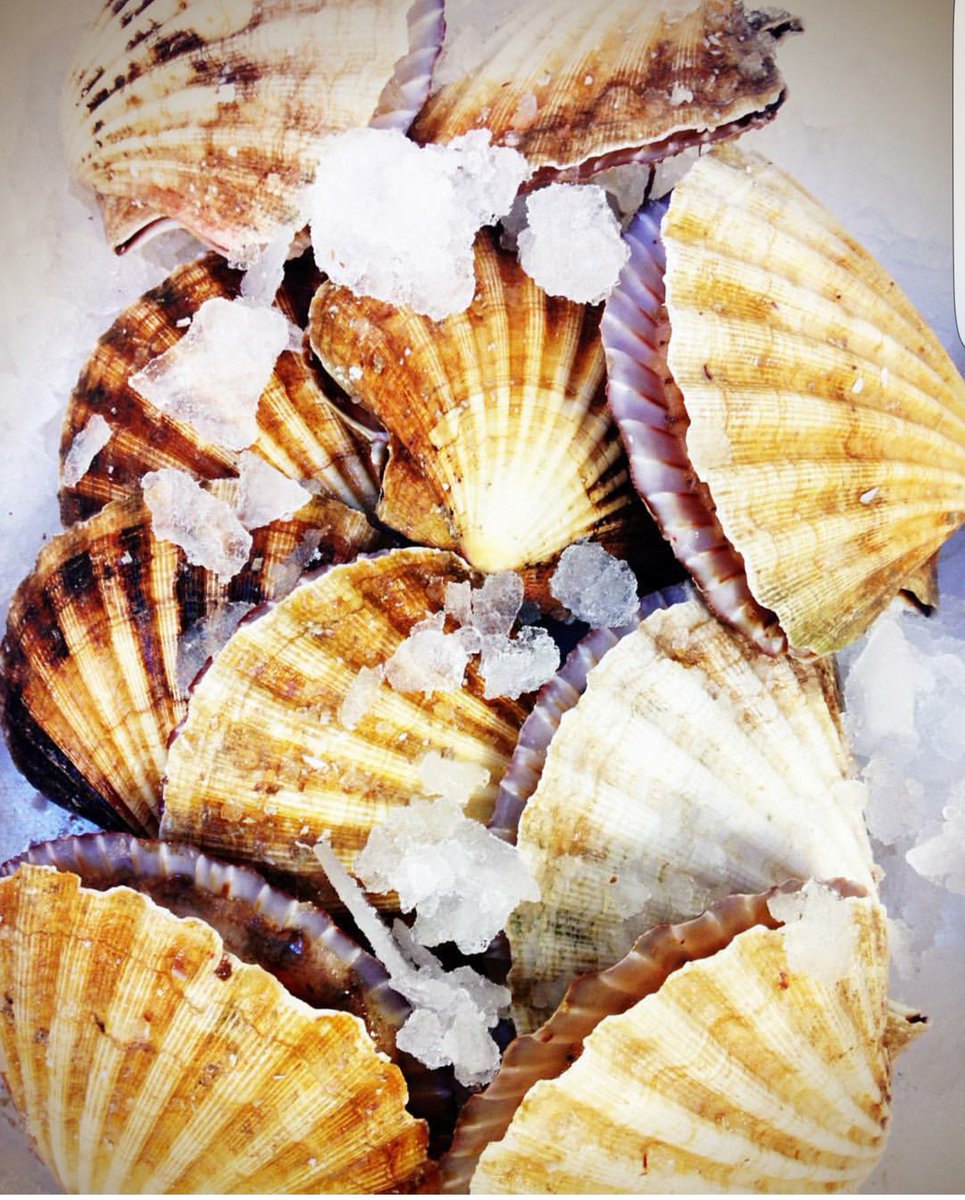 Theres something special about working with beautiful Scallops #chef #cheflife #shellfish