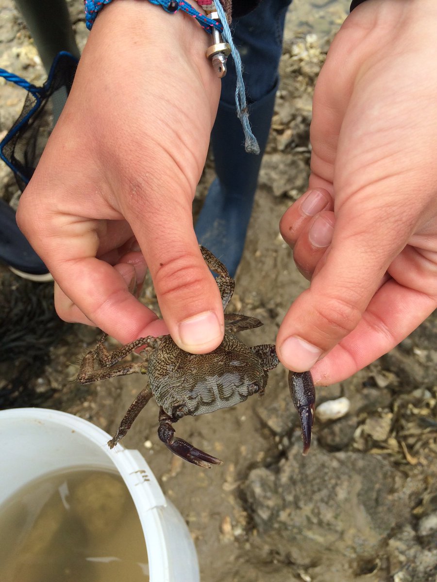 NerudaElem86's tweet photo. A notre tour de découvrir la pêche à pieds, et de faire des rencontres... https://t.co/zNiK4c29dn