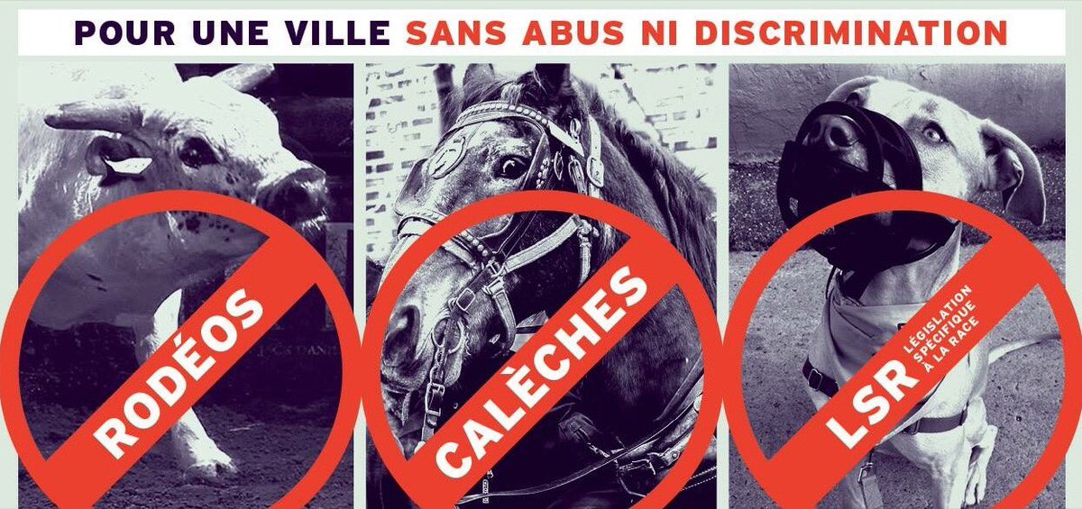 Mely_Davidson's tweet image. Not proud of my city &amp;amp; will NOT celebrate the 375 anniversary.Cannot celebrate all the money wasted for animal abuse. #375MTL #CoderreOUT
