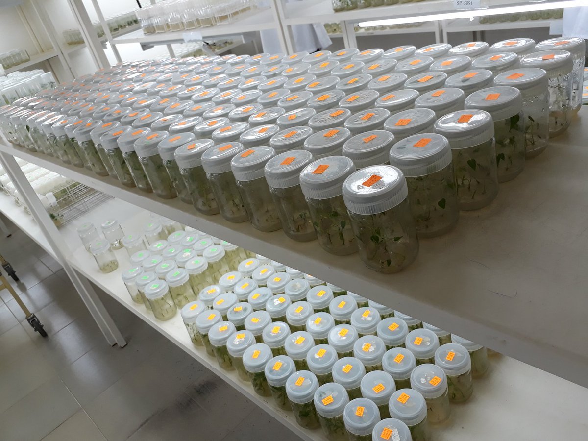 Aime_Ndayisenga's tweet photo. With new #GenomicsTools, breeding time 4 #Sweetpotato'll be broken down from 8 to 3-4 years @RwandaAgri @Cipotato @Ag_economist @RTB_CGIAR https://t.co/WWdd1YNO9n