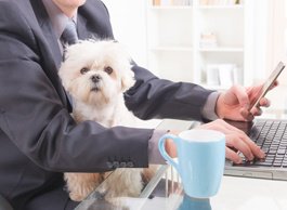 AvenuesRecruit's tweet photo. Pet-Friendly Perks https://t.co/9Nl5Ek0YZW #petfriendlywork #petperks #bringyourdogtowork https://t.co/sXdOGvxr5b