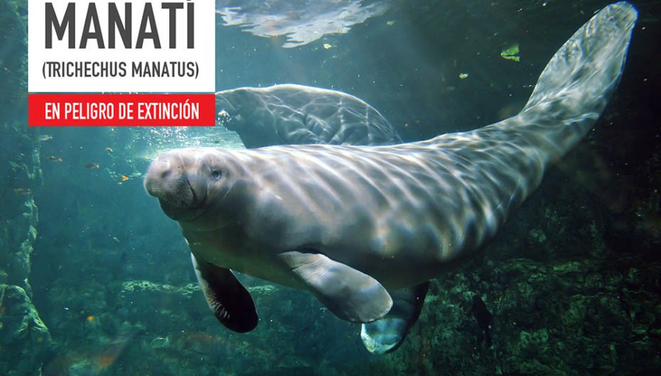 El Manatí del Delta, en peligro crítico de extinción >> ow.ly/MEuk30bNSon