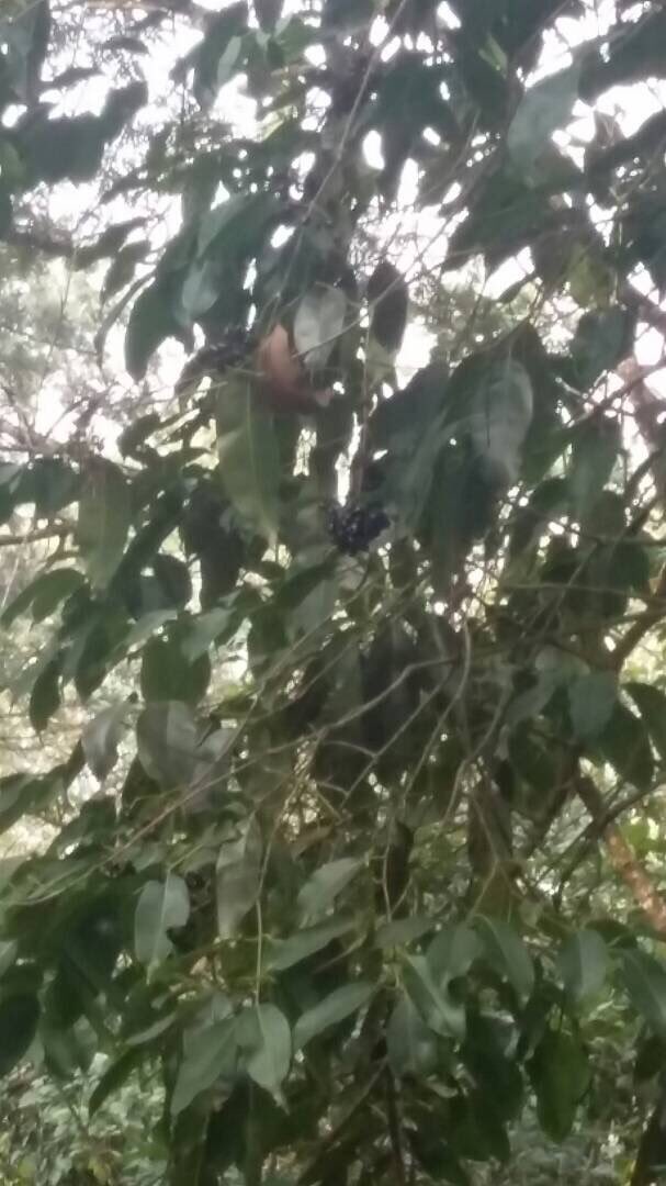 shersebi's tweet photo. Seasonal #fruits #native to #ibnii #mandarin #oranges,  #jamuns #pomelo #jackfruit @TheIbnii_Coorg the #health and #wellness destination https://t.co/CA6Wbm6k6N