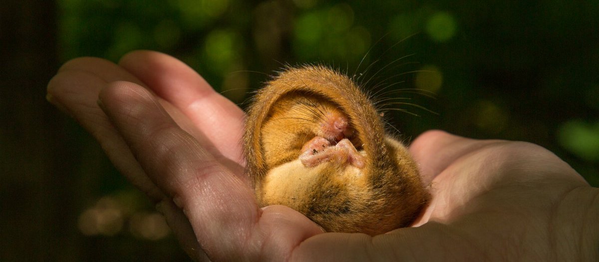 NTSouthWest's tweet image. We’re joining @RSPBSouthWest @DevonWildlife @DorsetWildlife to call on SW election candidates to stand up for nature bit.ly/GreenerSW