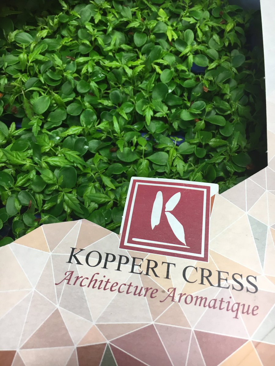 Dan5504Danny's tweet photo. Kippers cress now available @fruitsales #flavour #fresh #growing #cresss @chef_fearon @glazebrookhouse @FineFoodMike @Devonchefsclub https://t.co/E03KUdZjsp