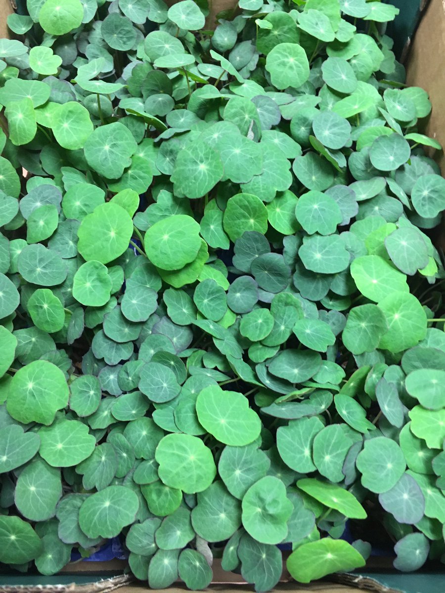 Dan5504Danny's tweet photo. Kippers cress now available @fruitsales #flavour #fresh #growing #cresss @chef_fearon @glazebrookhouse @FineFoodMike @Devonchefsclub https://t.co/E03KUdZjsp