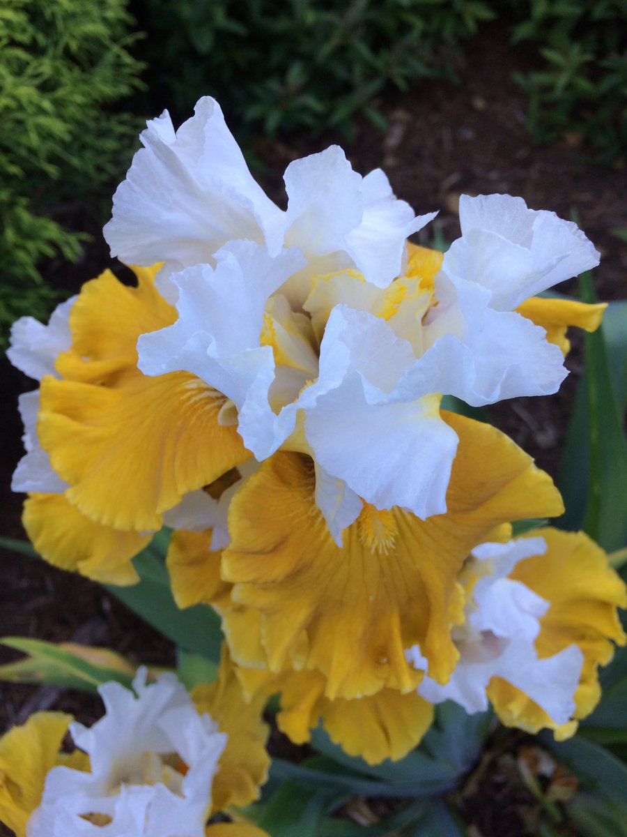 R9Ranff's tweet photo. Lovely #Iris #IrisDay #IrisBloom #Irislovers https://t.co/smpXEiaULo