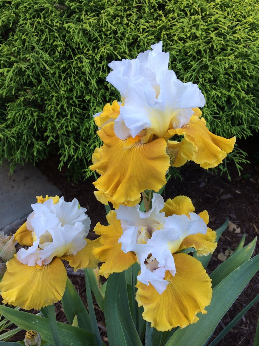 R9Ranff's tweet photo. Lovely #Iris #IrisDay #IrisBloom #Irislovers https://t.co/smpXEiaULo