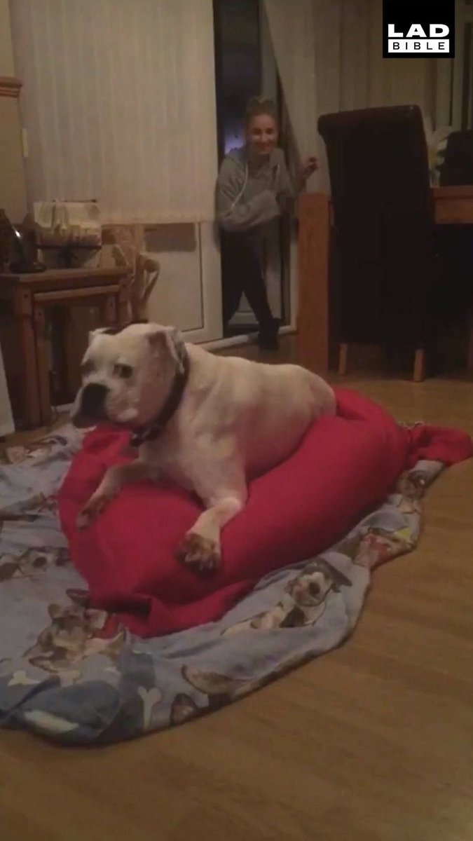 DeafWAKE's tweet photo. This is so sweet! 💚 💚 A #deaf dog smells it's owners' scent: https://t.co/FKcDRe2dkr

#Deafness #DeafCommunity https://t.co/dOiOOm0Cn2