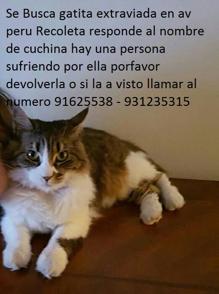 Cuchina #extraviadaensantiago #recoleta