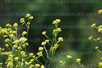 One of my preferred subjects to shoot are flowers! -Dariela Check out our stock bundle: ow.ly/nKJn309Sg02 #stockphotography