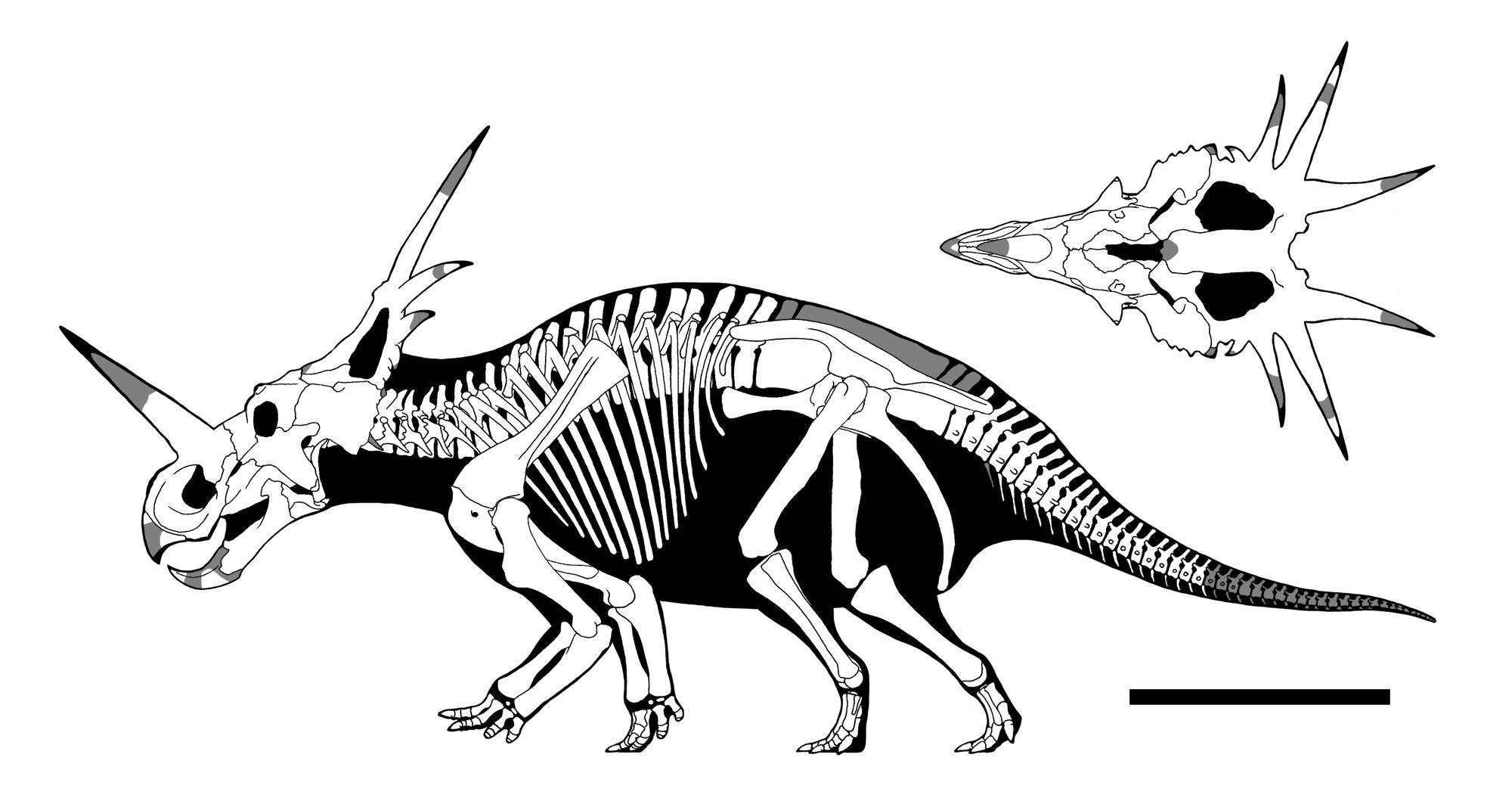 Стиракозавр скелет