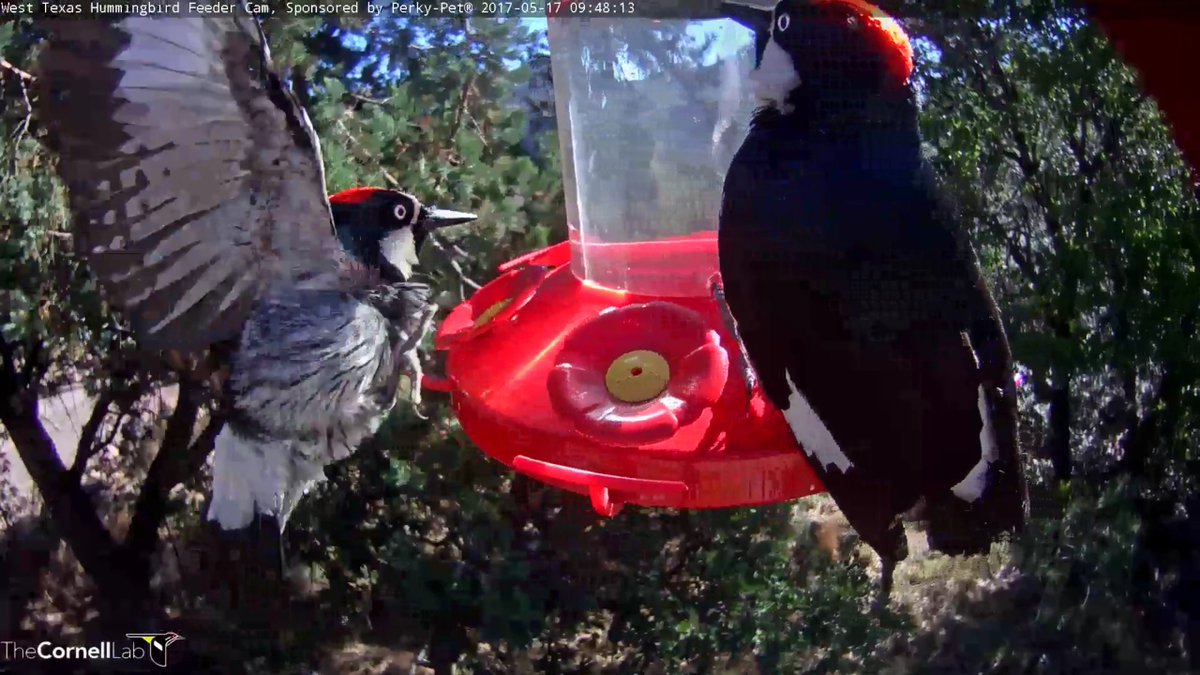 Eagle_nut's tweet photo. @TexasHummers 17/05/17 9:48 am 
 here come the woodpeckers! https://t.co/5lvh8O1dGz