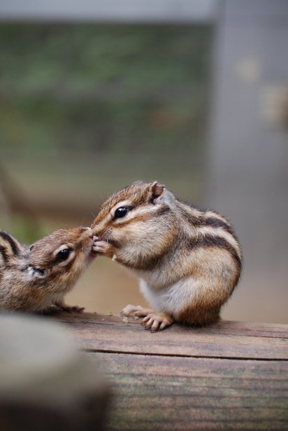 ট ইট র 動物の習性図鑑 リスの認識方法 リスは他のリスとキスをすることがあります これは お互いを識別する為にキスをするためだそうです