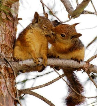 ট ইট র 動物の習性図鑑 リスの認識方法 リスは他のリスとキスをすることがあります これは お互いを識別する為にキスをするためだそうです