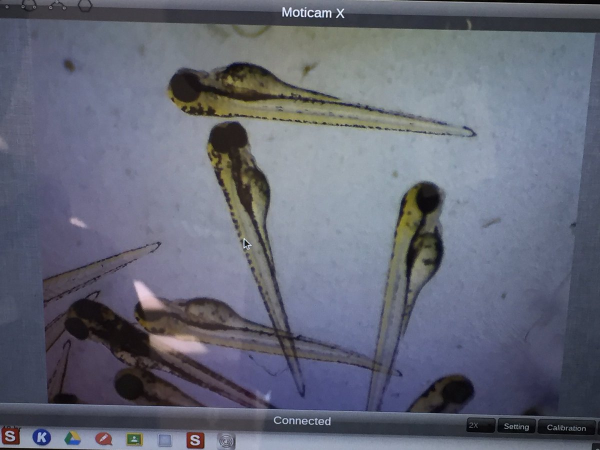 MsMickelsonRPS's tweet photo. These zebrafish are the same age. Can you spot the control vs high amount of Red Dye 40? #Grade3GageMC #GageGators @InSciEdOut https://t.co/oX6i06Cr7b