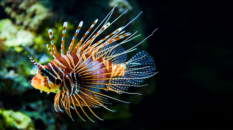 #Lionfish are among the fastest spreading #InvasiveSpecies in the ocean. Here is how you can help fight the invasion goo.gl/qXYJZH