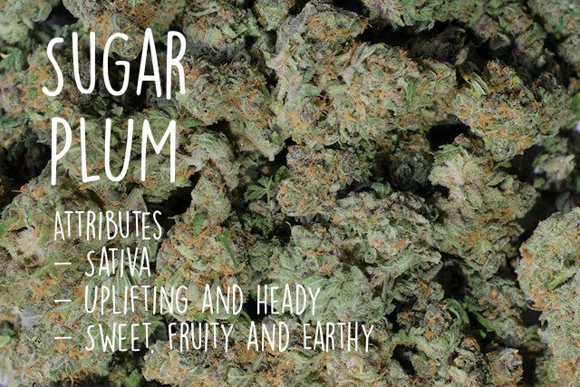 sendmetrees's tweet photo. Sugar Plum is up in the shop! Head over to https://t.co/US8xsjkjKu to check out our new selection of goodies 💚! https://t.co/NEa51ZQvbD