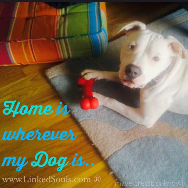 LinkedSouls's tweet image. "Home is wherever my Dog is.."
LinkedSouls.com ®