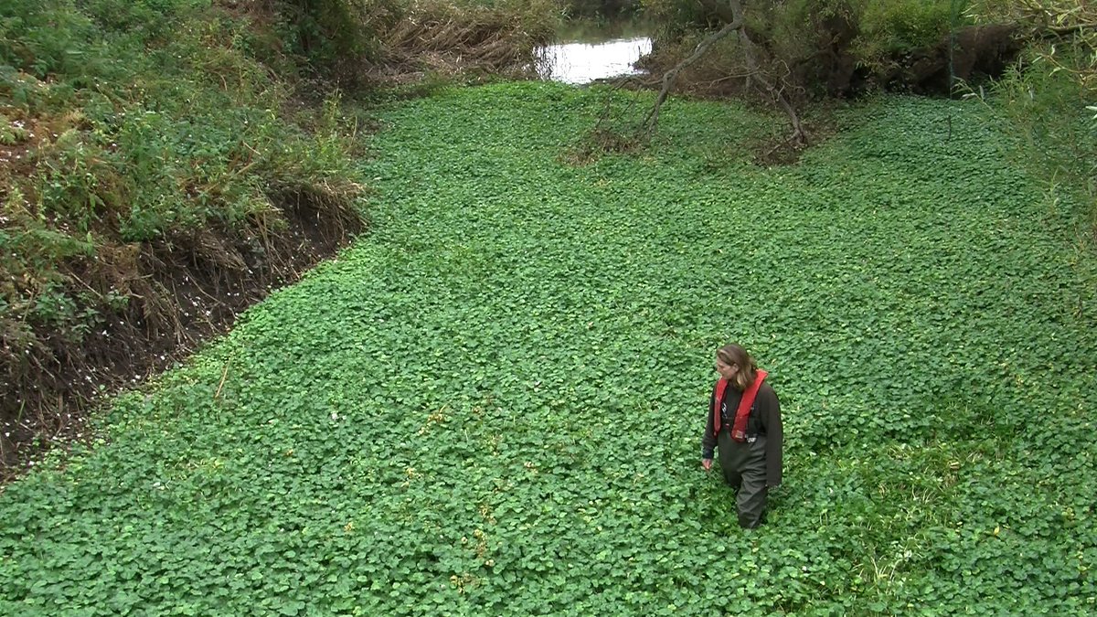 InvasiveAliens's tweet photo. #Invasivespecies in our #waterways contribute to #flooding and impact heavily on ecosystems. @EPAResearchNews https://t.co/4MRNtX5CYe https://t.co/gWuEgohCmh