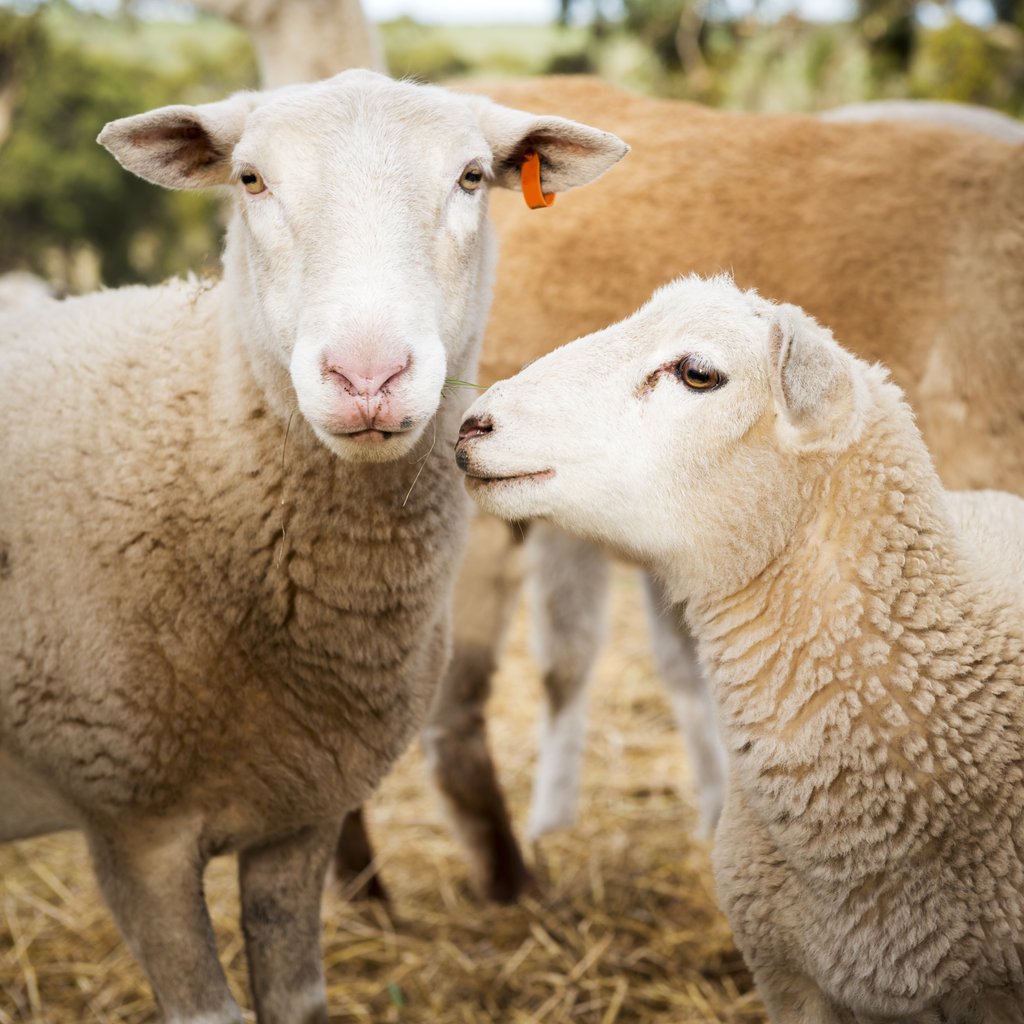MiracoWaterers's tweet photo. "This is our way to get our hands dirty.” https://t.co/TvxrWiB7UU #sheep #aglife #agchat #farmlife https://t.co/Mym2CZmc8g