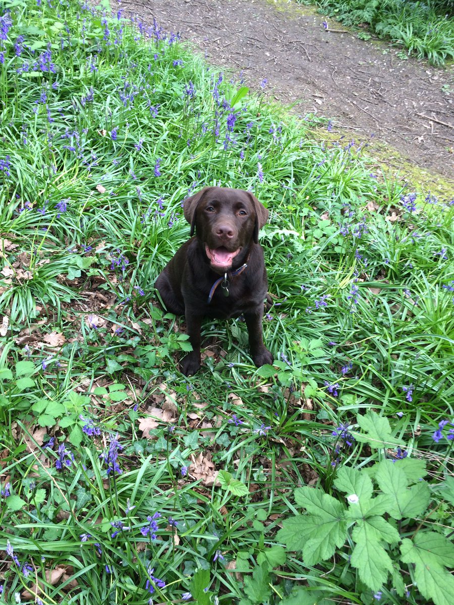 RileyLabrador tweet picture