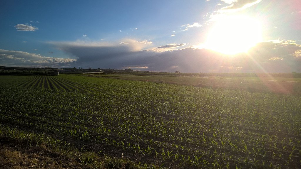 tossalforques's tweet photo. Foto de panís després de la tormenta #Mollerussa https://t.co/zpUm1k5ESs