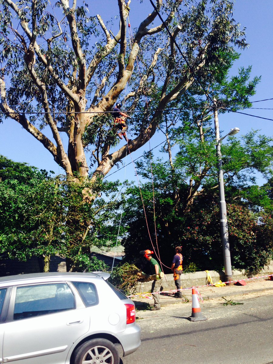 FoxcoverTrees tweet picture