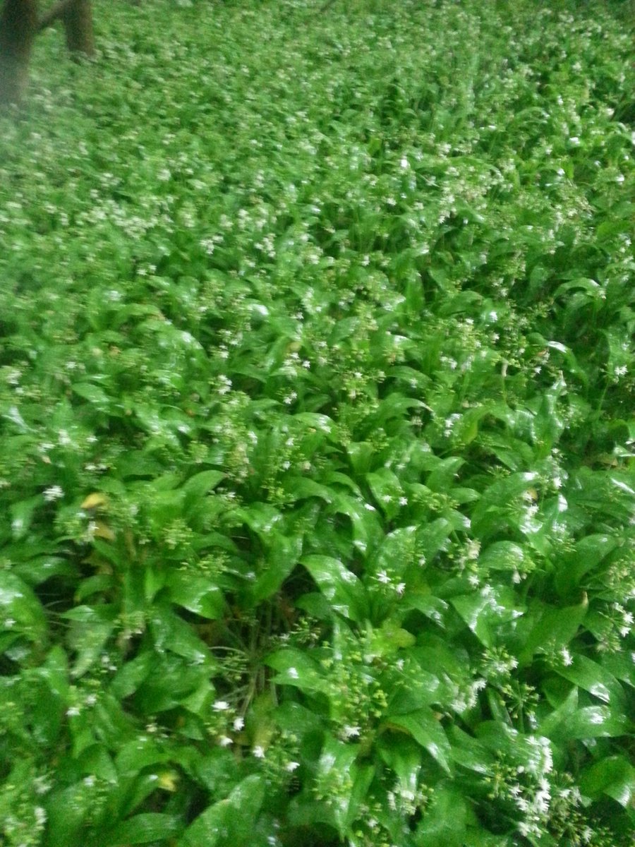 OakleyHallChefs's tweet photo. Just picking some wild garlic for our guest chef night @bcot @TRABCOT tomorrow night ! https://t.co/wloss61nMk