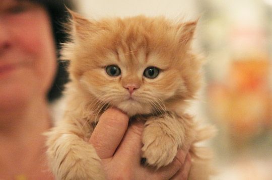 CentreVetes's tweet photo. Il est recommandé de nettoyer quotidiennement le pavillon auriculaire du #chat avec un coton. #soinchat https://t.co/laav18onWR