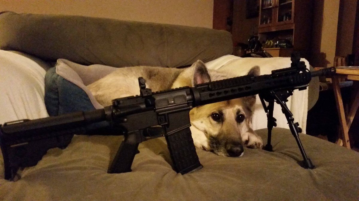 GSDXander's tweet photo. On guard duty while mom and dad sleep.
#GermanShepherd #GSD #DogsOfTwitter #AR15 https://t.co/FEkNEWs0sX