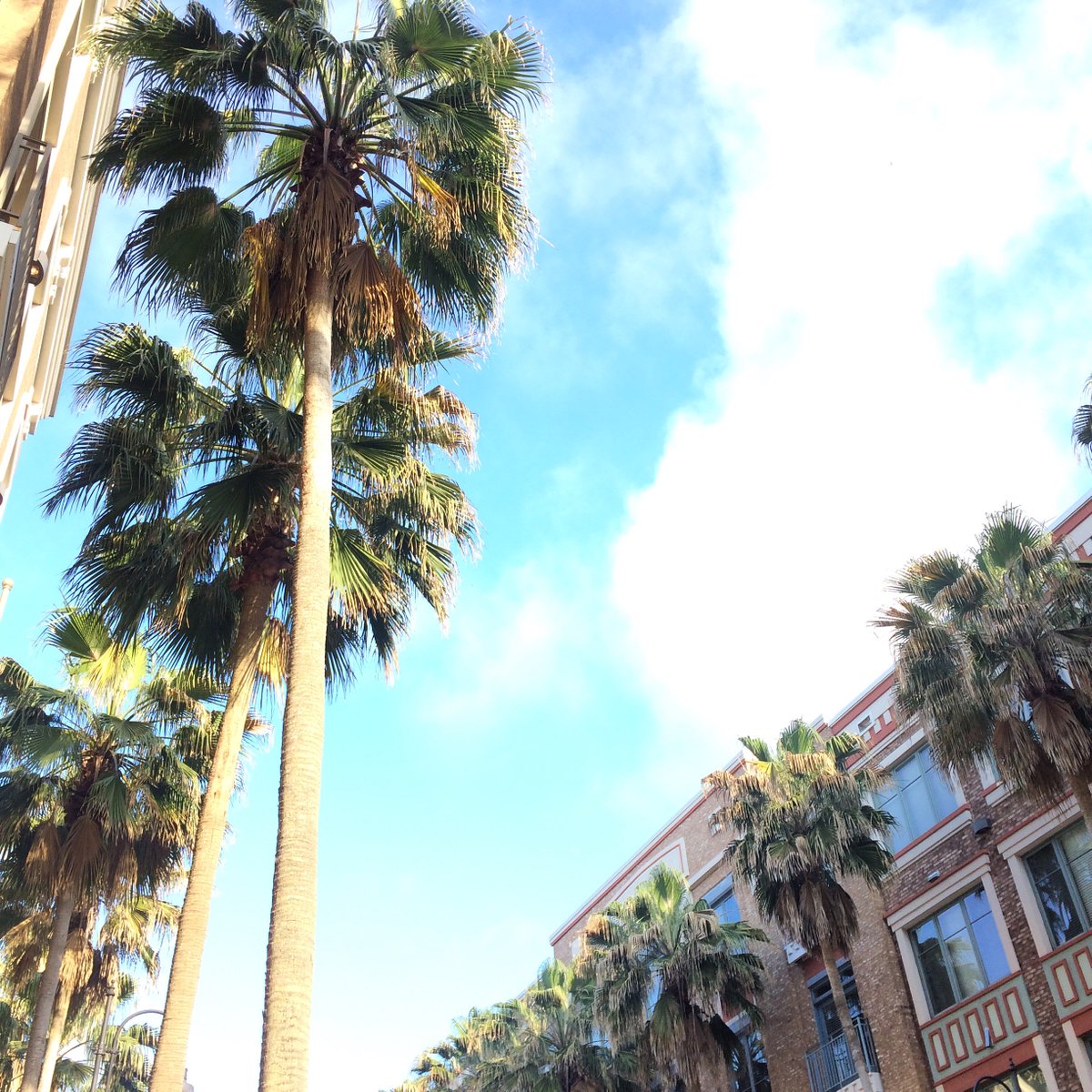 The palms are swaying and the sun is shining, which means we're clocking out to walk it out! Come #WalkTheRowe with @AHA_BR this Saturday..