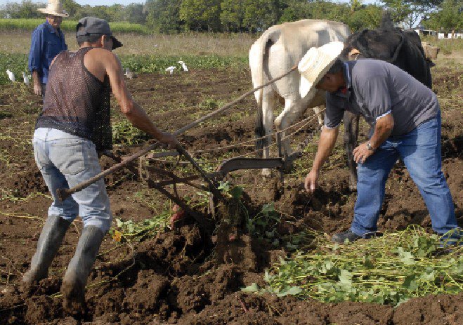 Cuba_Educa's tweet photo. Campesinos cubanos, reciban en su día el cariño, reconocimiento y agradecimiento del pueblo #Díadelcampesino #Cuba https://t.co/MeBbAfVyTJ