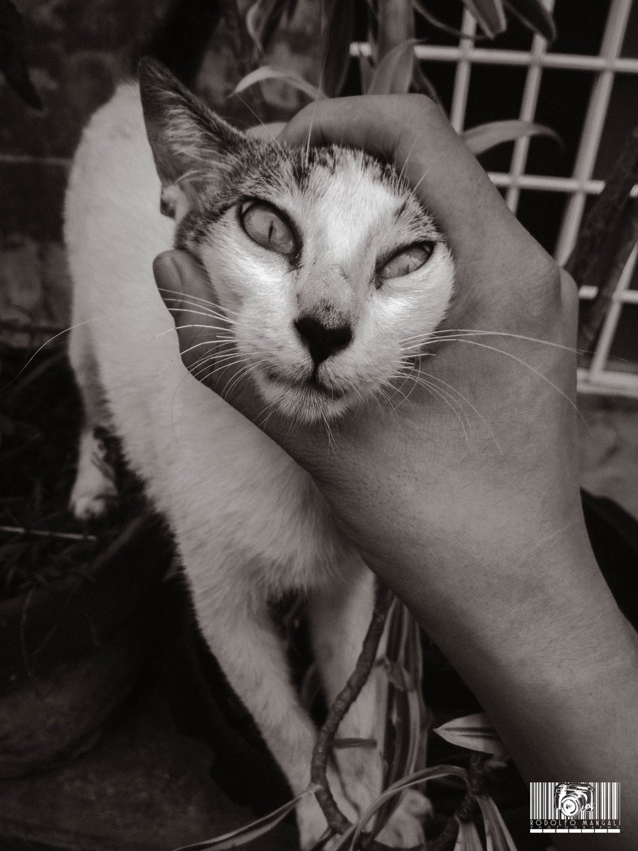 RodMNGL's tweet photo. I-test daw muna sa kanila😂 Third pic, nilalamas ko lang talaga si Rod. No pets were harmed❤️ Yung watermark tho...😬 https://t.co/tsuut0l5P2