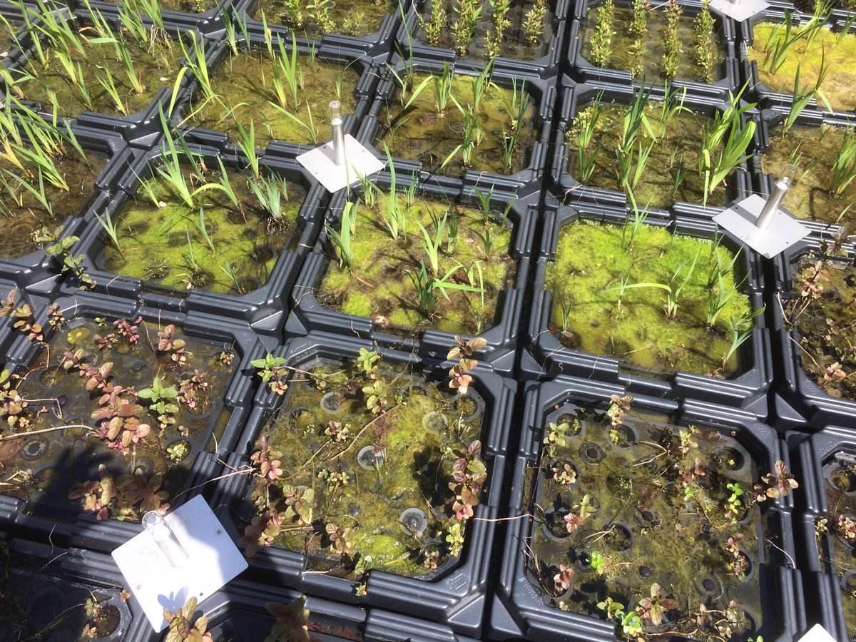 Stroomleverende planten op een van de binnenplaatsen van het ministerie van EZ in Den Haag.