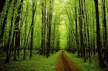 Anushree992's tweet photo. Is cuttng of #tree mns #Developing #india😡
Y v always fst attack on green-trees to developng our Project
plz understand & #StopCuttingTree 🙏 https://t.co/fBvLRoeH5s