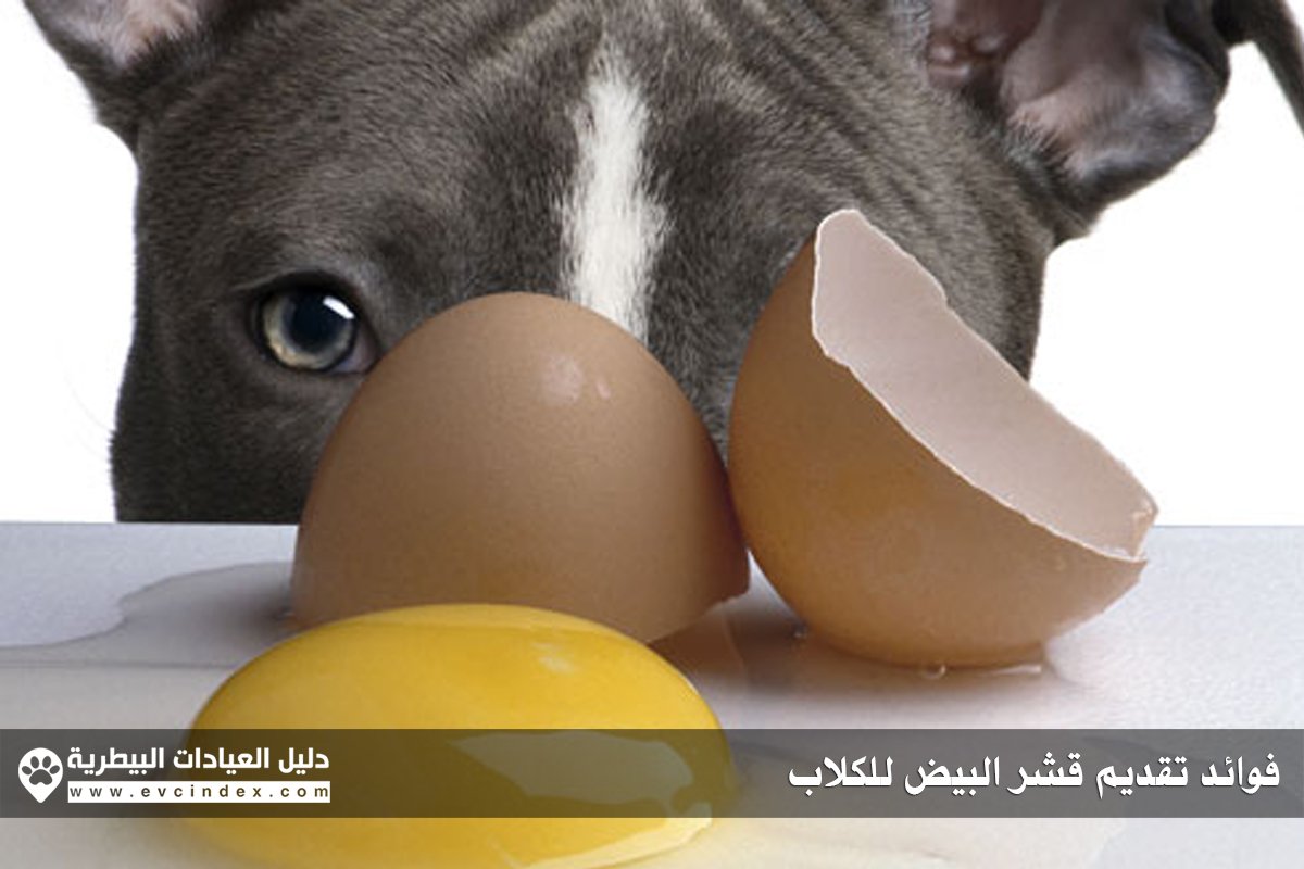 Evcindex_com's tweet image. فوائد قشر البيض للكلاب بالتفصيل : ow.ly/jBCl30bNJmN 

#البيض_للكلاب
#الكلاب