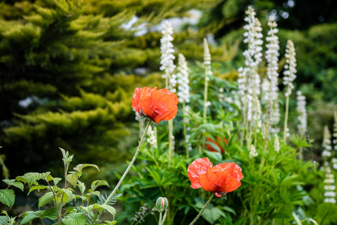 FotografoGS's tweet photo. #amapolas #ushuaia #tierradelfuego #argentina #patagonia #paisajesfueguinos #patagoniaargentina #paisajes https://t.co/IceSCR4CyT