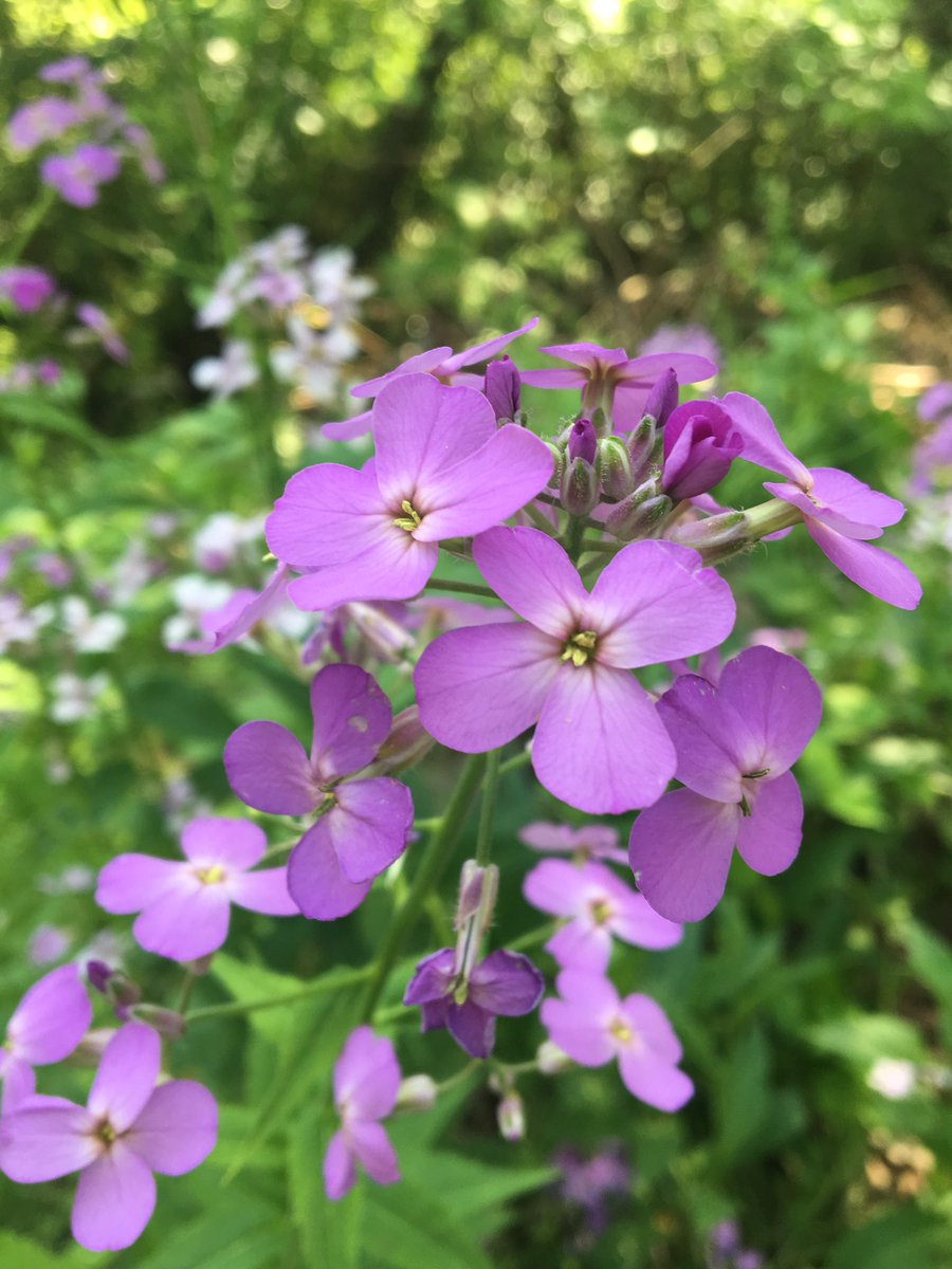 MissRobin1981's tweet image. 