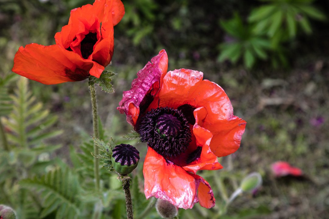 FotografoGS's tweet photo. #amapolas #ushuaia #tierradelfuego #argentina #patagonia #paisajesfueguinos #patagoniaargentina #paisajes https://t.co/IceSCR4CyT