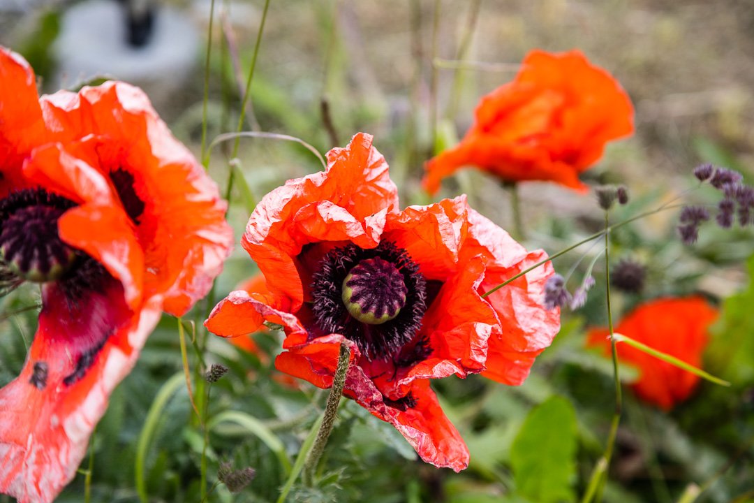 FotografoGS's tweet photo. #amapolas #ushuaia #tierradelfuego #argentina #patagonia #paisajesfueguinos #patagoniaargentina #paisajes https://t.co/IceSCR4CyT