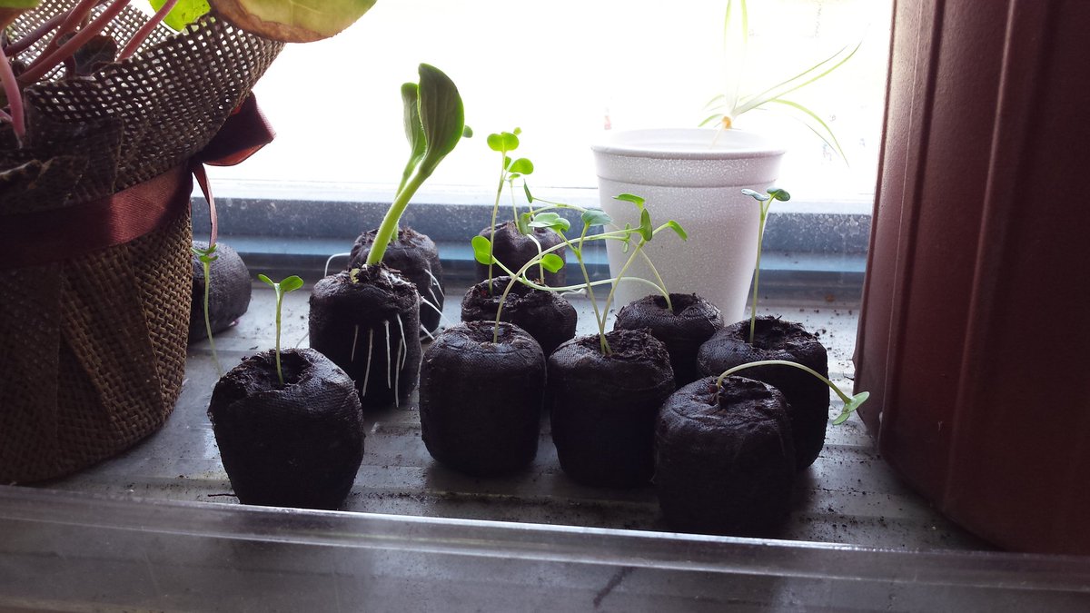 MmeCorbiere's tweet photo. The beginning of our garden! @WestBayfieldES @Kennedygrade3 https://t.co/AvRw0lnanc