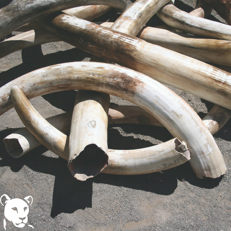 Born Free Foundation tweet media