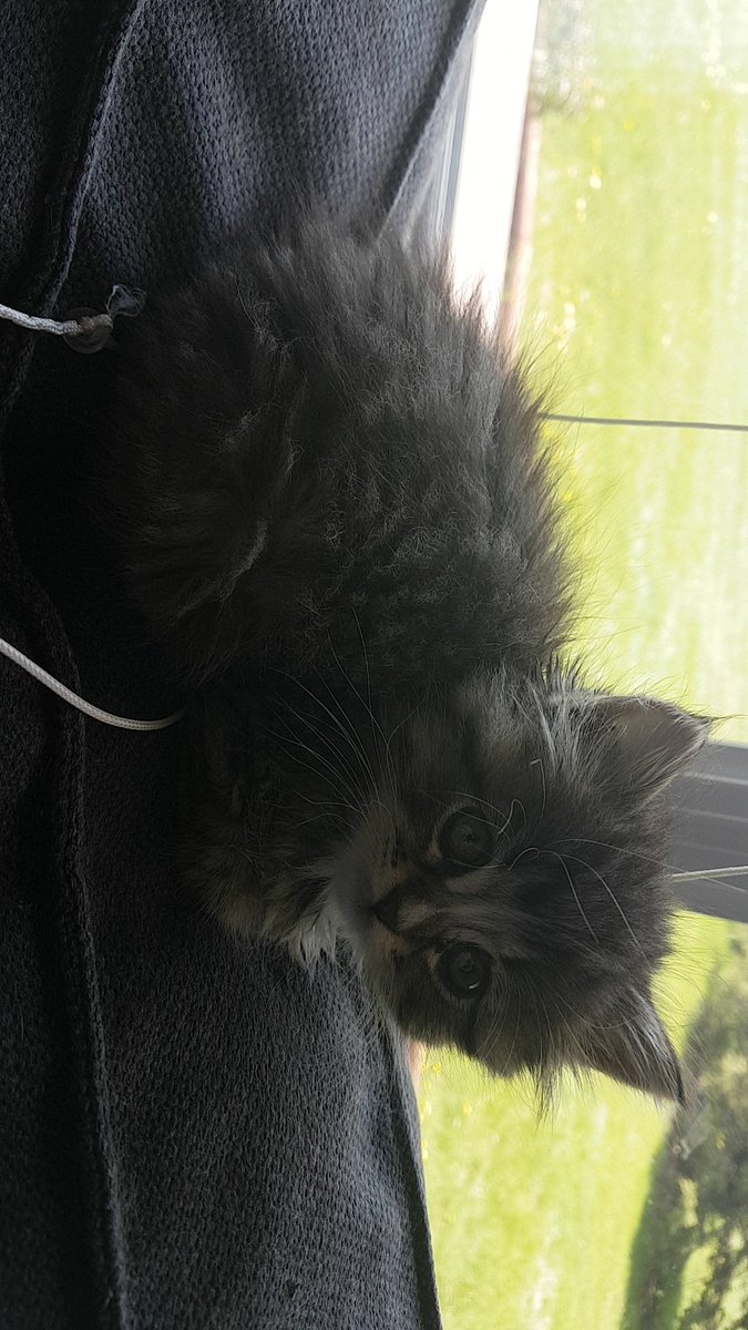CassEsau's tweet photo. How can you not love that face 😭😭 https://t.co/zJnCS3VwMR