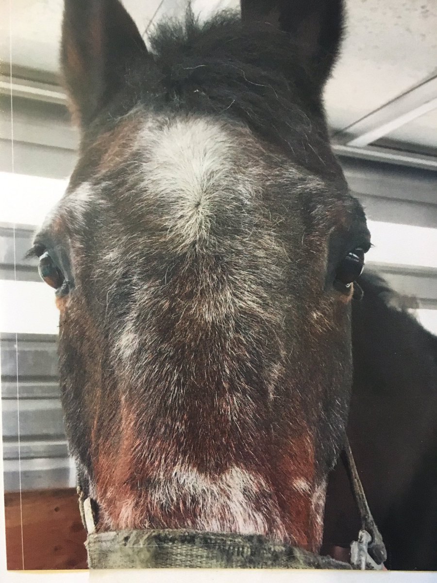 Nolan1Ellis's tweet photo. I am the face of Standardbreds we need your help.i was located at auction 4-3-17,they think I'm 32. Donate today adoptions@srfmail.com https://t.co/1HJoqgYvQO