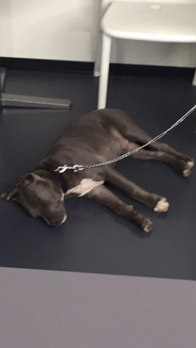 5SOSWWnews's tweet photo. so yesterday this little puppy showed up at work and I spend 15 minutes playing with him before he descided to sleep 😴😍 https://t.co/8ce6C6csPJ