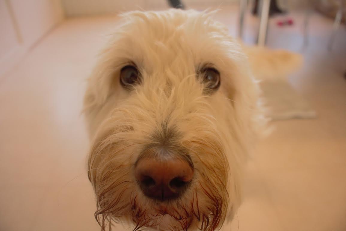 Logopediste gebruikt hulphond in praktijk vught.nieuws.nl/nieuws/4507/lo…